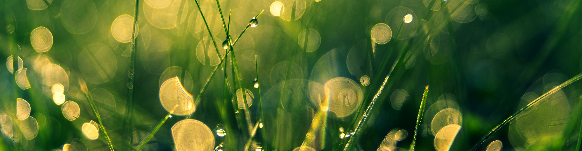 A macro photo of misty blades of grass.